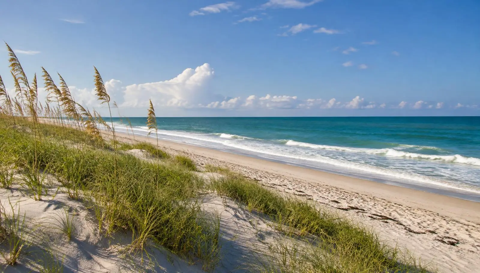 Sea oats on a sand dune overlooking a Treasure Coast beach